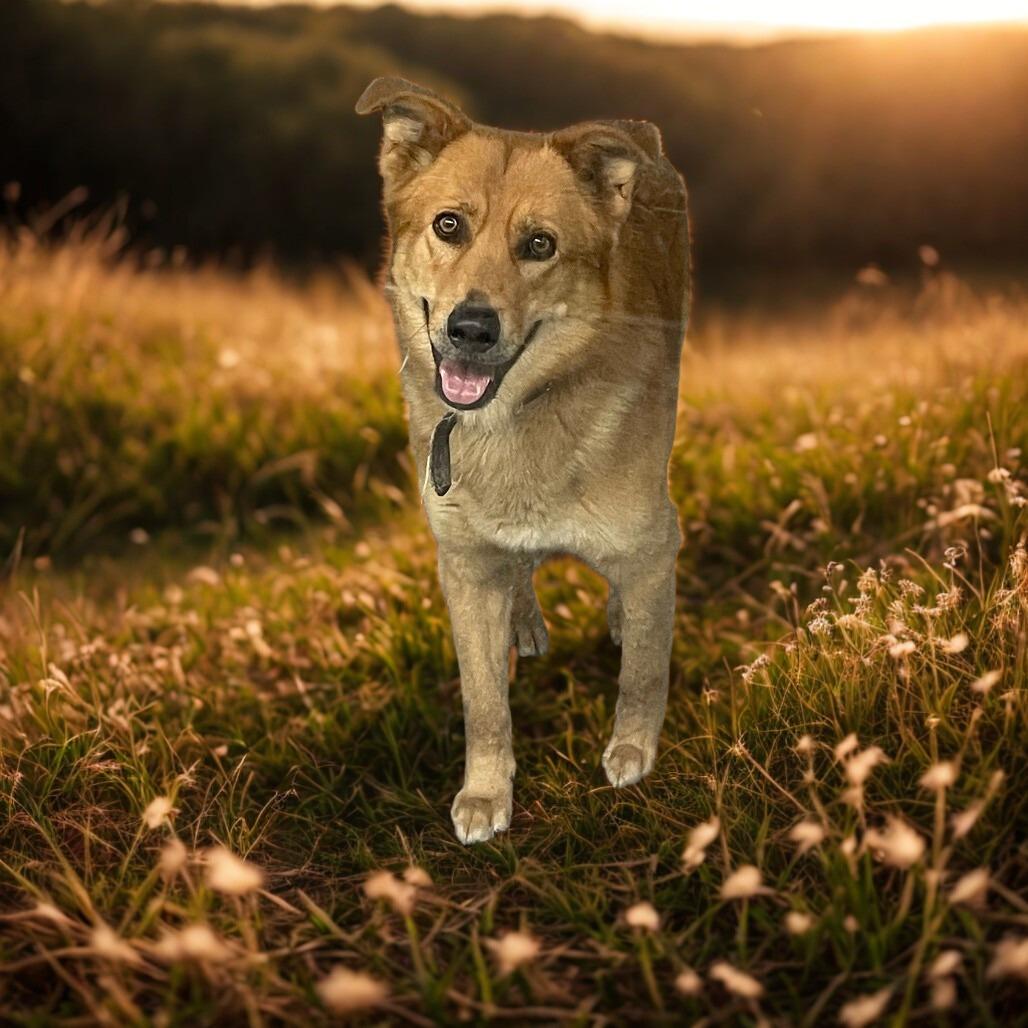 Thumper, Adoptable, Adult Male Shepherd & Mixed Breed.