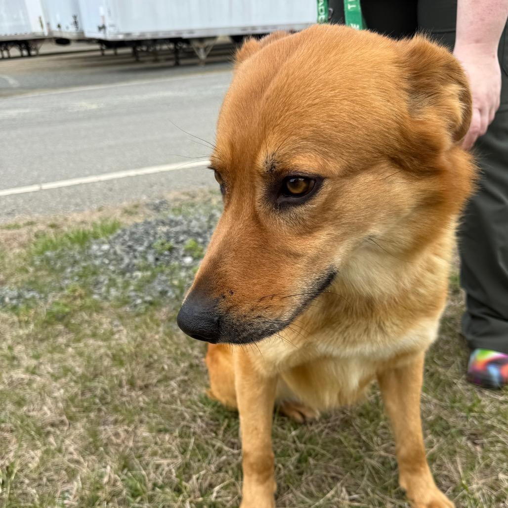 Enlarge Thumper, a Adoptable mixed breed in Galax, VA image 2/6