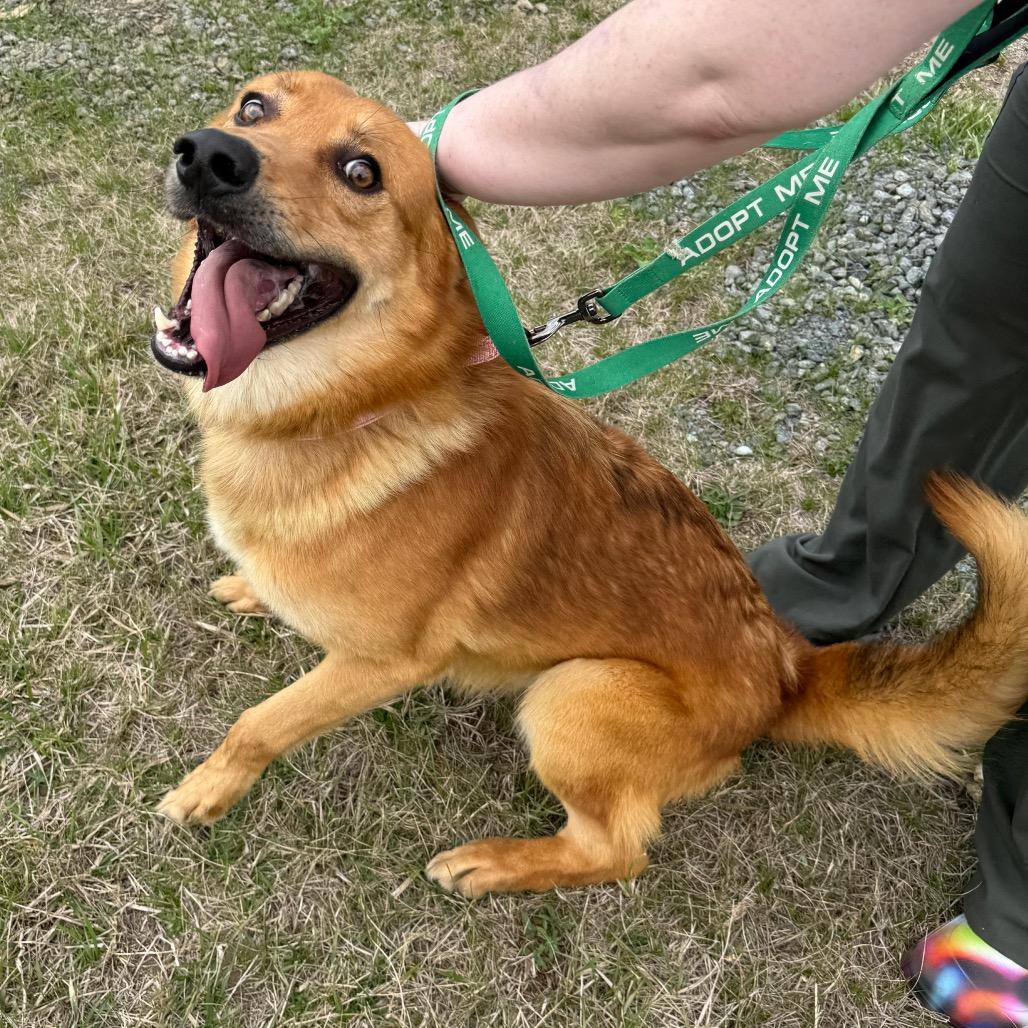 Enlarge Thumper, a Adoptable mixed breed in Galax, VA image 3/6