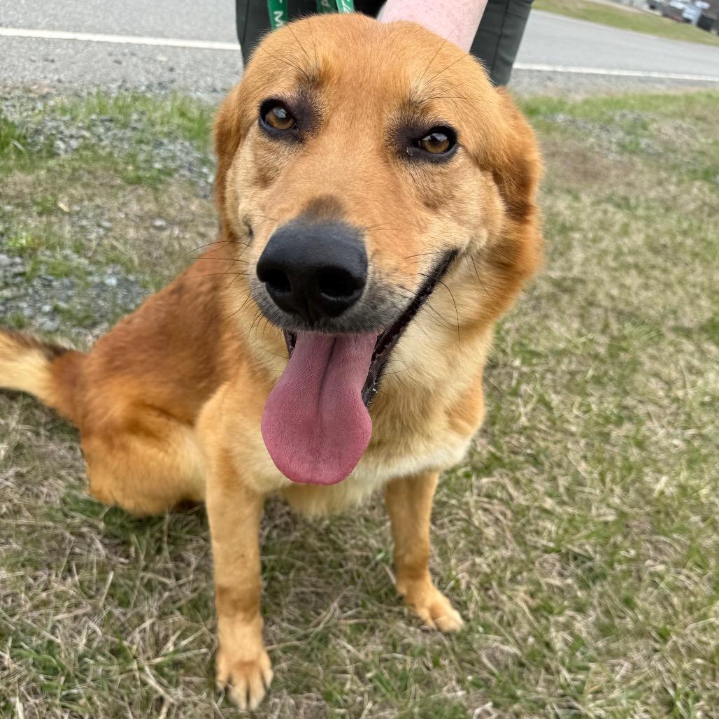 Enlarge Thumper, a Adoptable mixed breed in Galax, VA image 4/6
