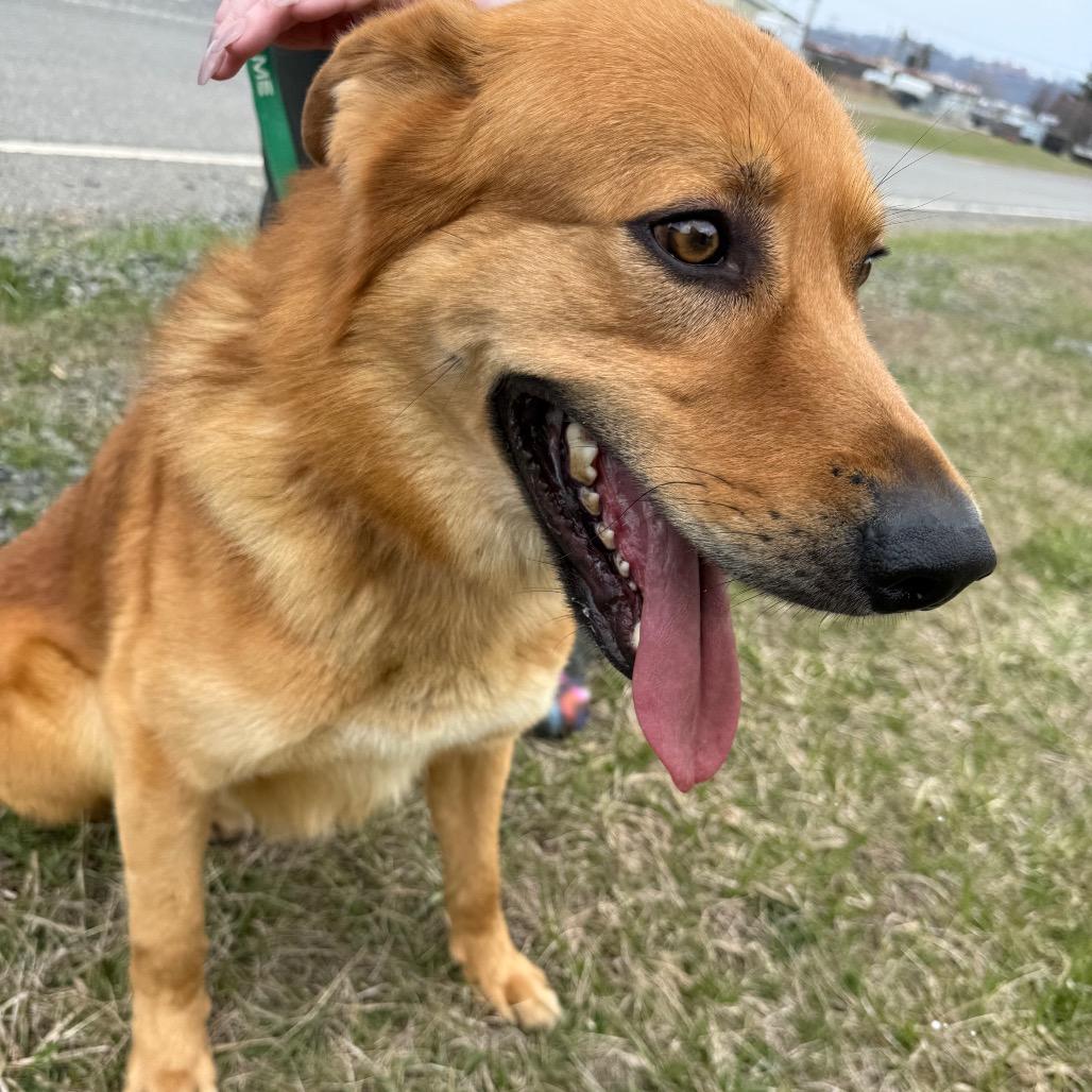 Enlarge Thumper, a Adoptable mixed breed in Galax, VA image 5/6