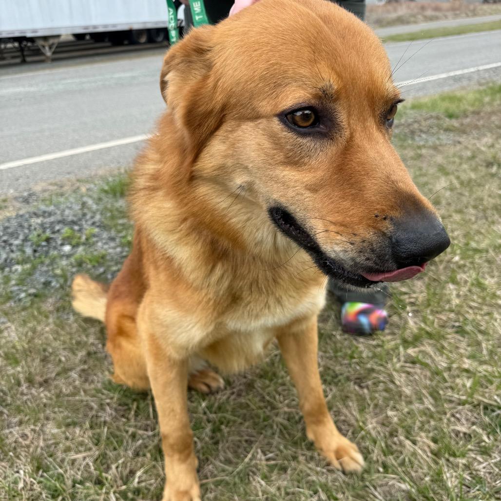 Enlarge Thumper, a Adoptable mixed breed in Galax, VA image 6/6