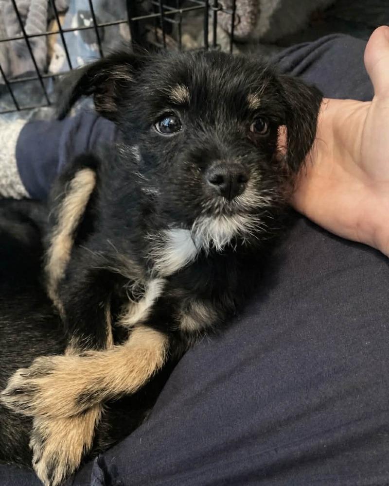 Putzi, Adoptable, Puppy Male Terrier.