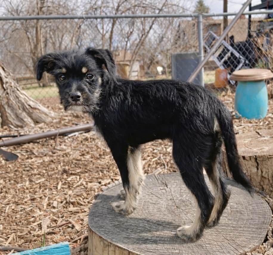Enlarge Putzi, a Adoptable mixed breed in Boulder, CO image 2/2