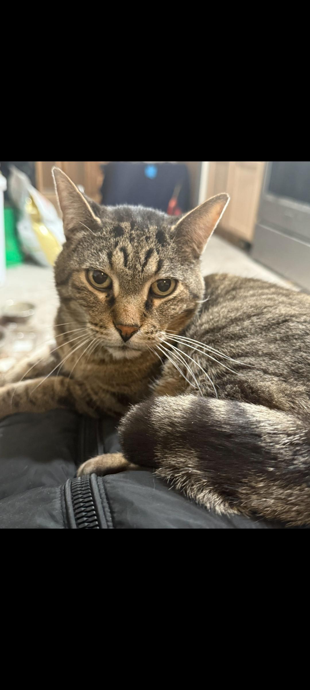 Mr. T, ADOPTABLE, Adult Male Domestic Short Hair.