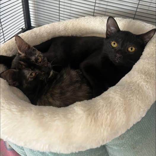 Romeo and Juliet, a Adoptable Domestic Short Hair in Johnston, RI image 3/3