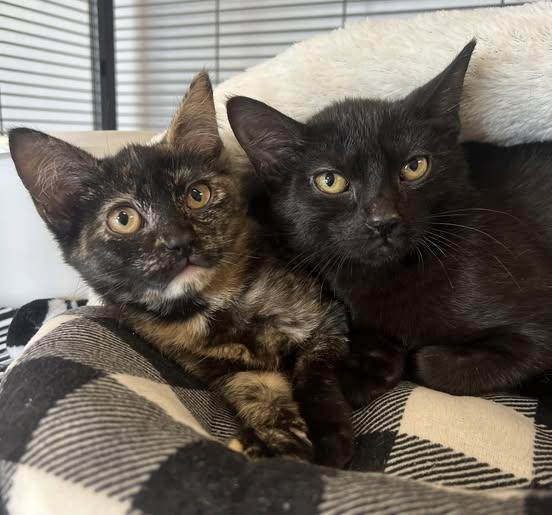 Romeo and Juliet, a Adoptable Domestic Short Hair in Johnston, RI image 1/3