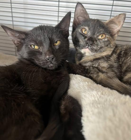 Romeo and Juliet, a Adoptable Domestic Short Hair in Johnston, RI image 2/3