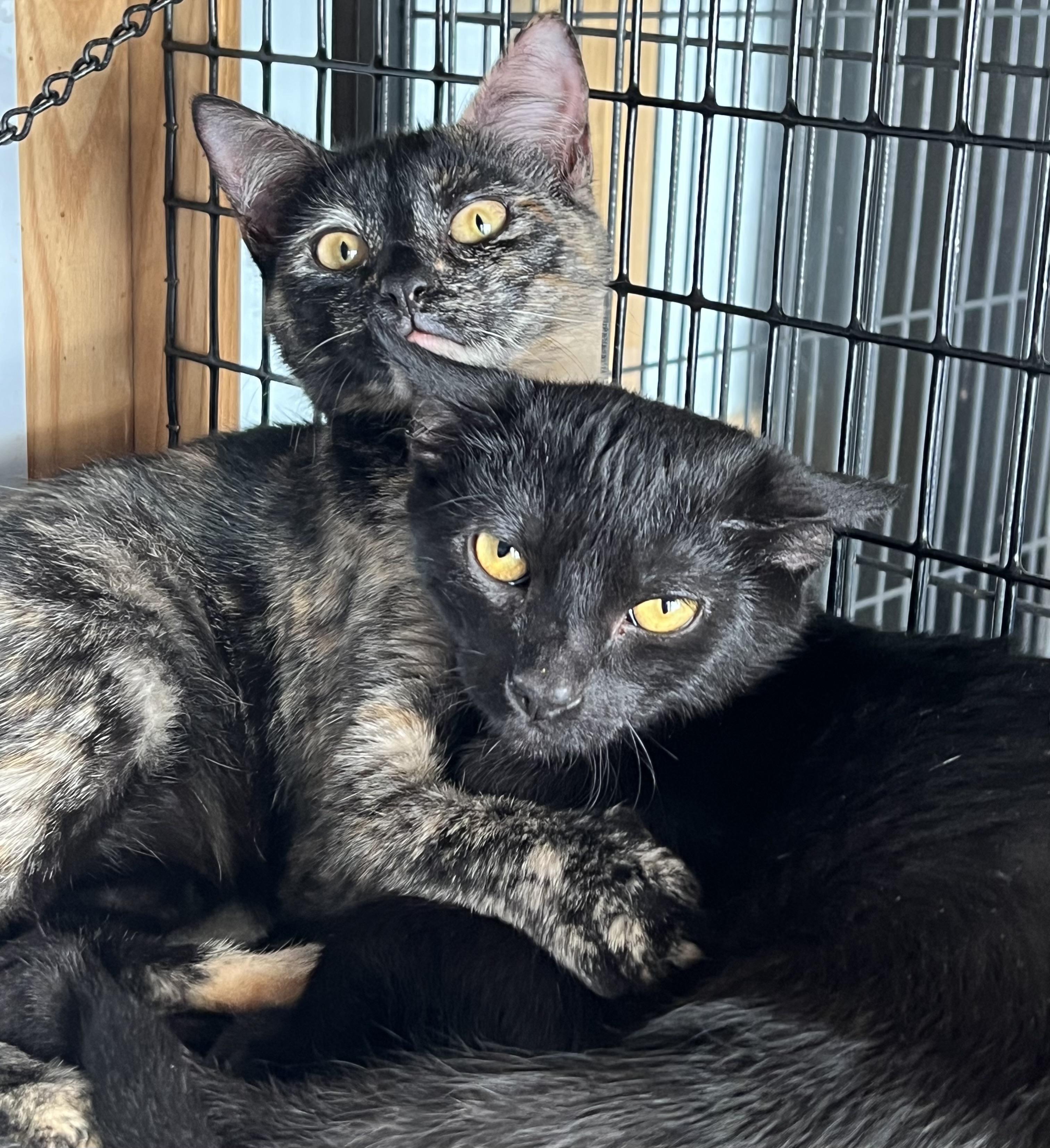 Romeo and Juliet, Adoptable, Young Female Domestic Short Hair.