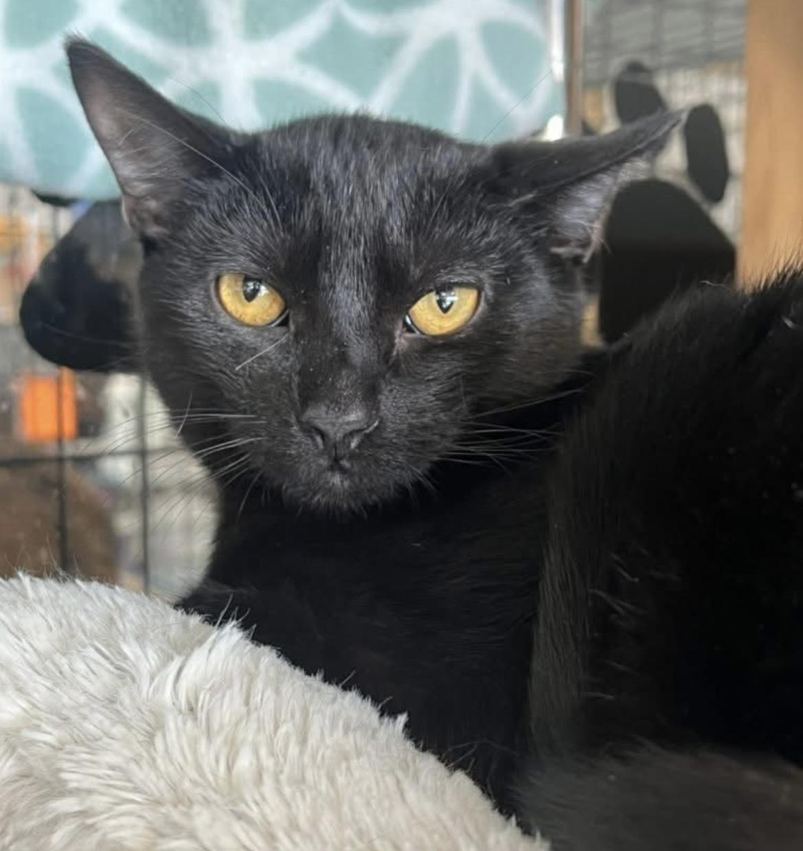 Enlarge Romeo and Juliet, a Adoptable Domestic Short Hair in Johnston, RI image 4/6