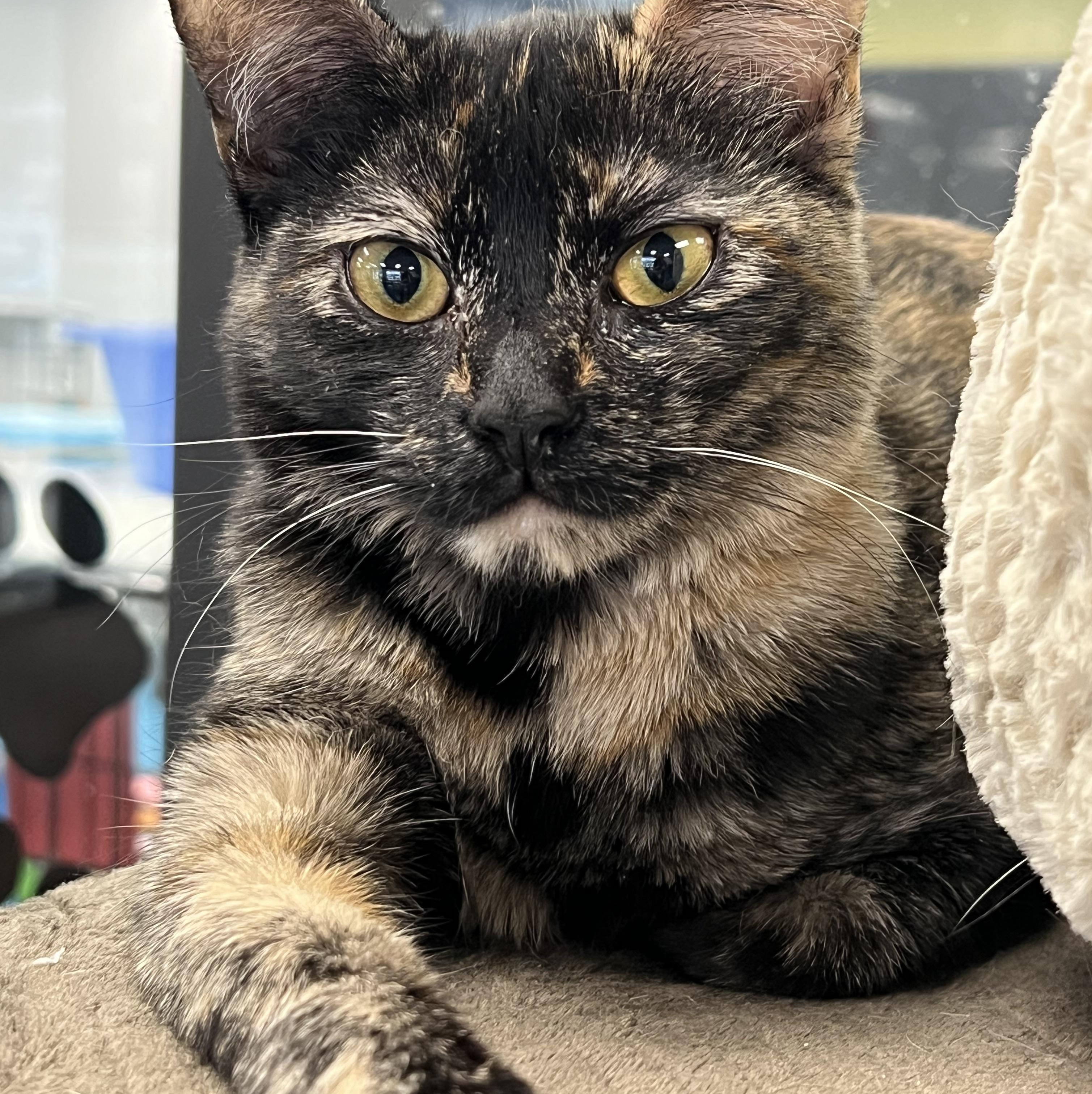 Enlarge Romeo and Juliet, a Adoptable Domestic Short Hair in Johnston, RI image 2/6