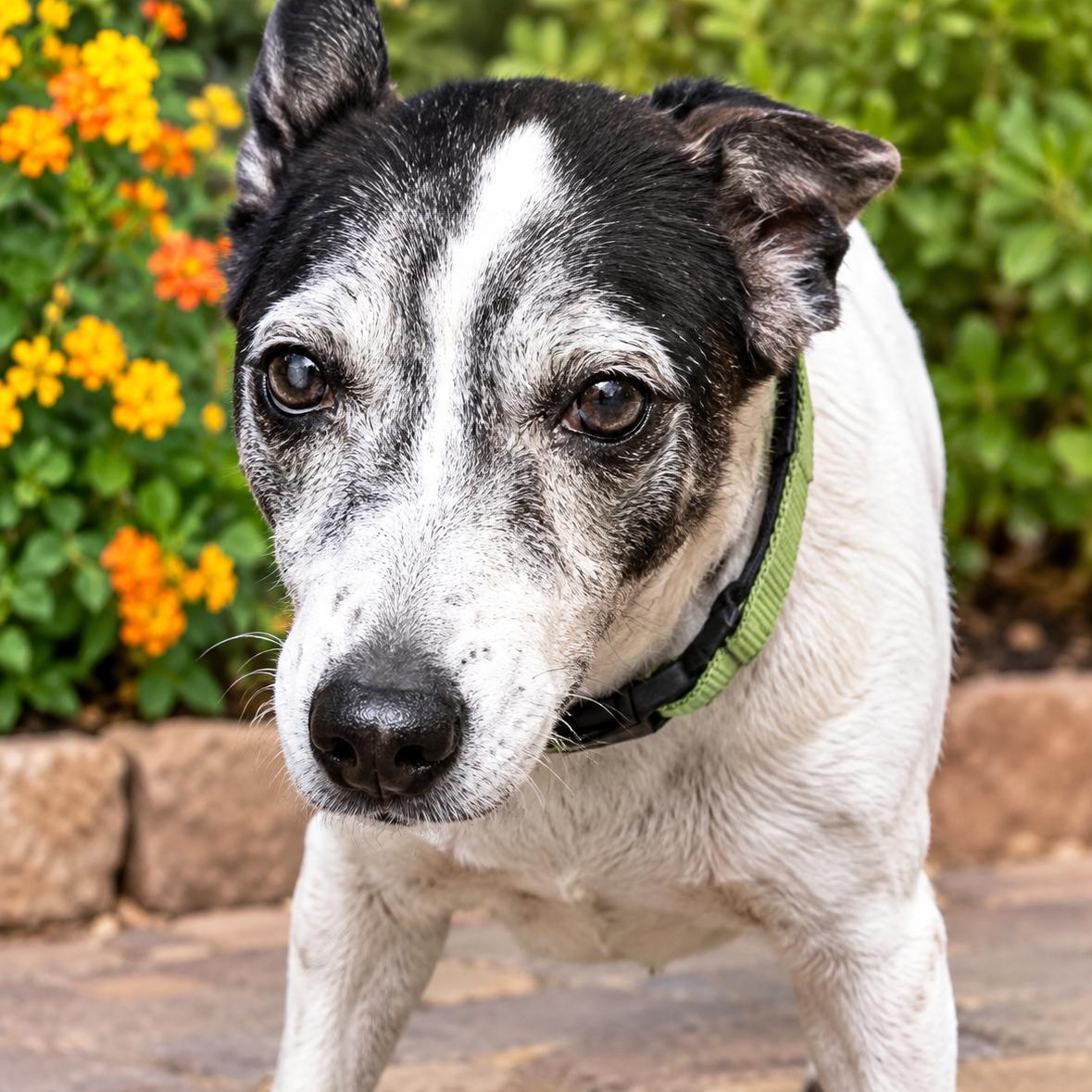 Enlarge Buster, a Adoptable mixed breed in Marana, AZ image 3/4