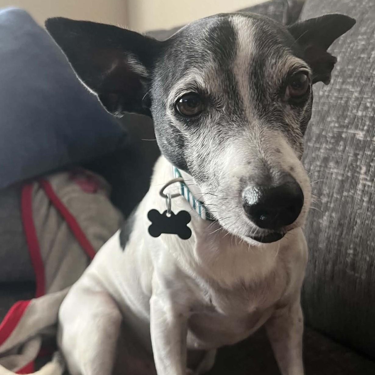 Buster, Adoptable, Adult Male Jack Russell Terrier & Parson Russell Terrier.
