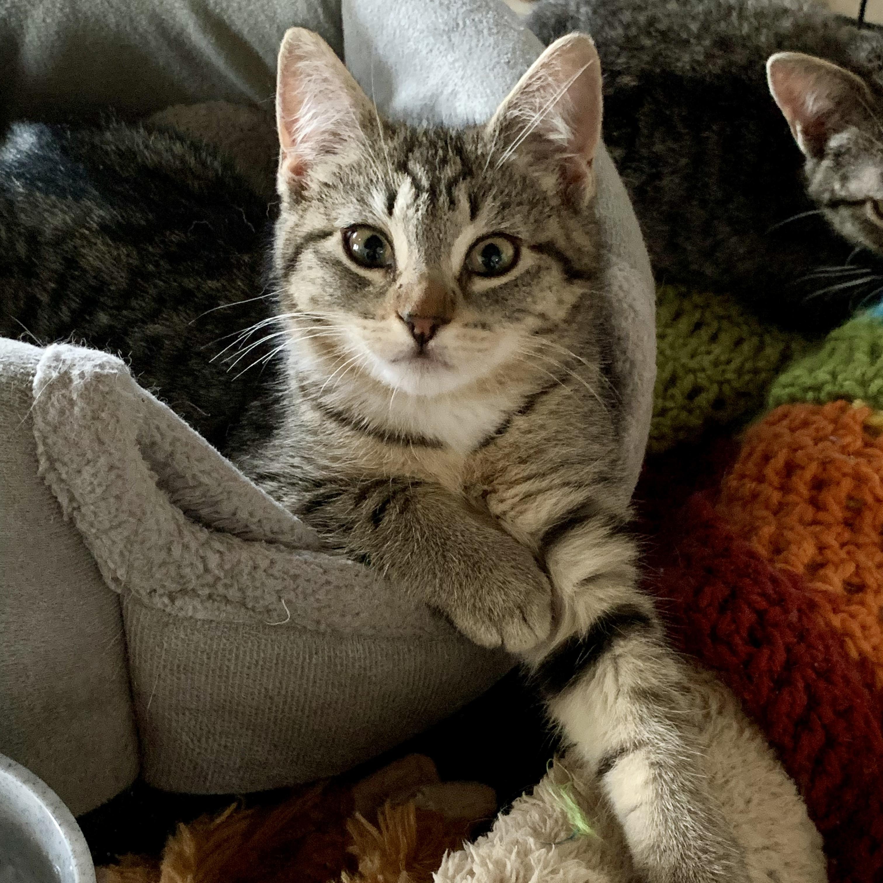 Enlarge LadyBug, a Adopted Domestic Short Hair in Long Beach, CA image 1/1