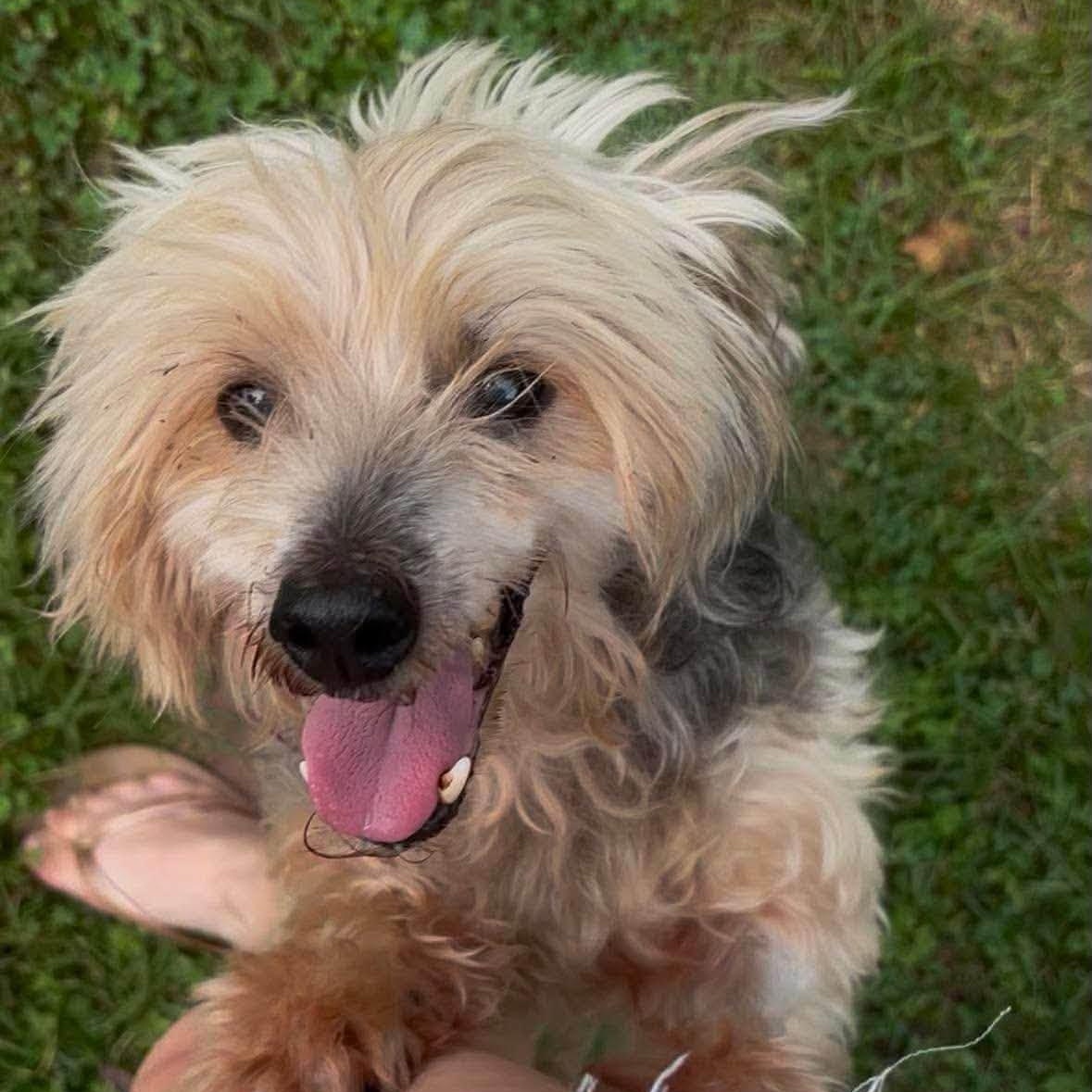 Enlarge Gene, a Adopted mixed breed in Rockville, MD image 3/3