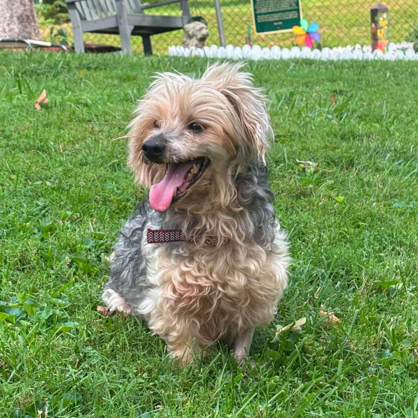Gene, Adopted, Senior Male Yorkshire Terrier & Poodle (Toy).