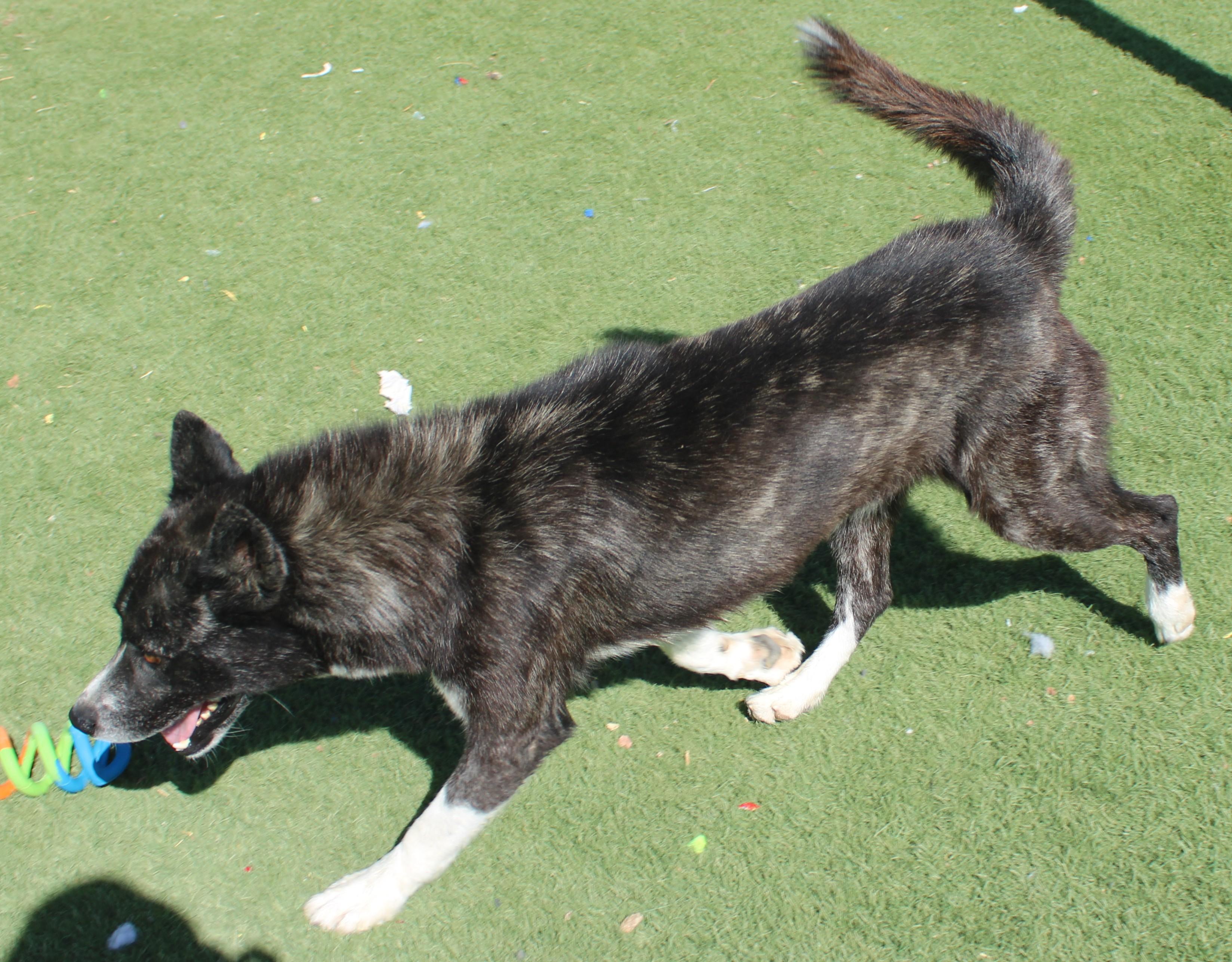 Enlarge HOPPER (AVAILABLE SEPT 17), a Adoptable mixed breed in Wasco, CA image 5/6