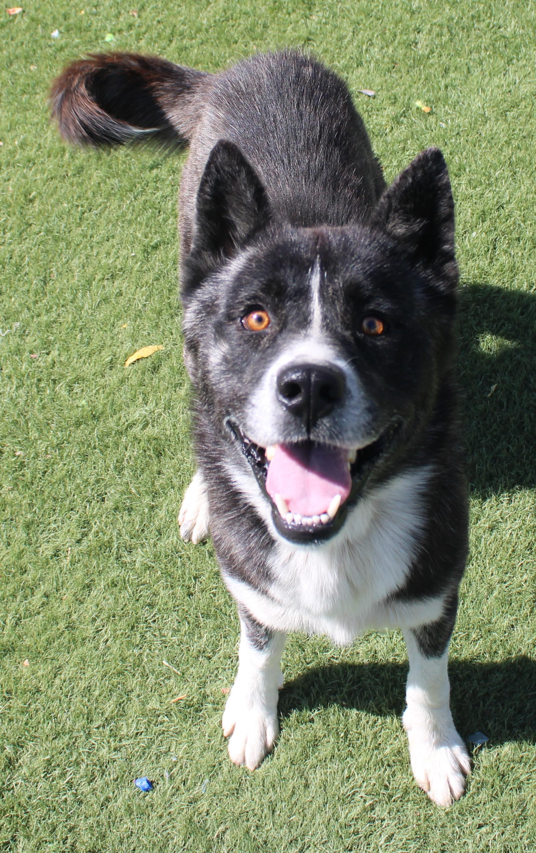 HOPPER (AVAILABLE SEPT 17), Adoptable, Young Male Australian Kelpie & Husky.