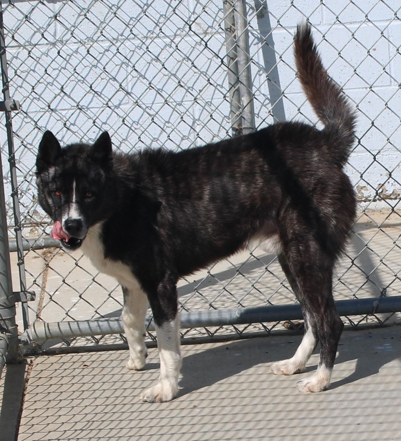 Enlarge HOPPER (AVAILABLE SEPT 17), a Adoptable mixed breed in Wasco, CA image 4/6