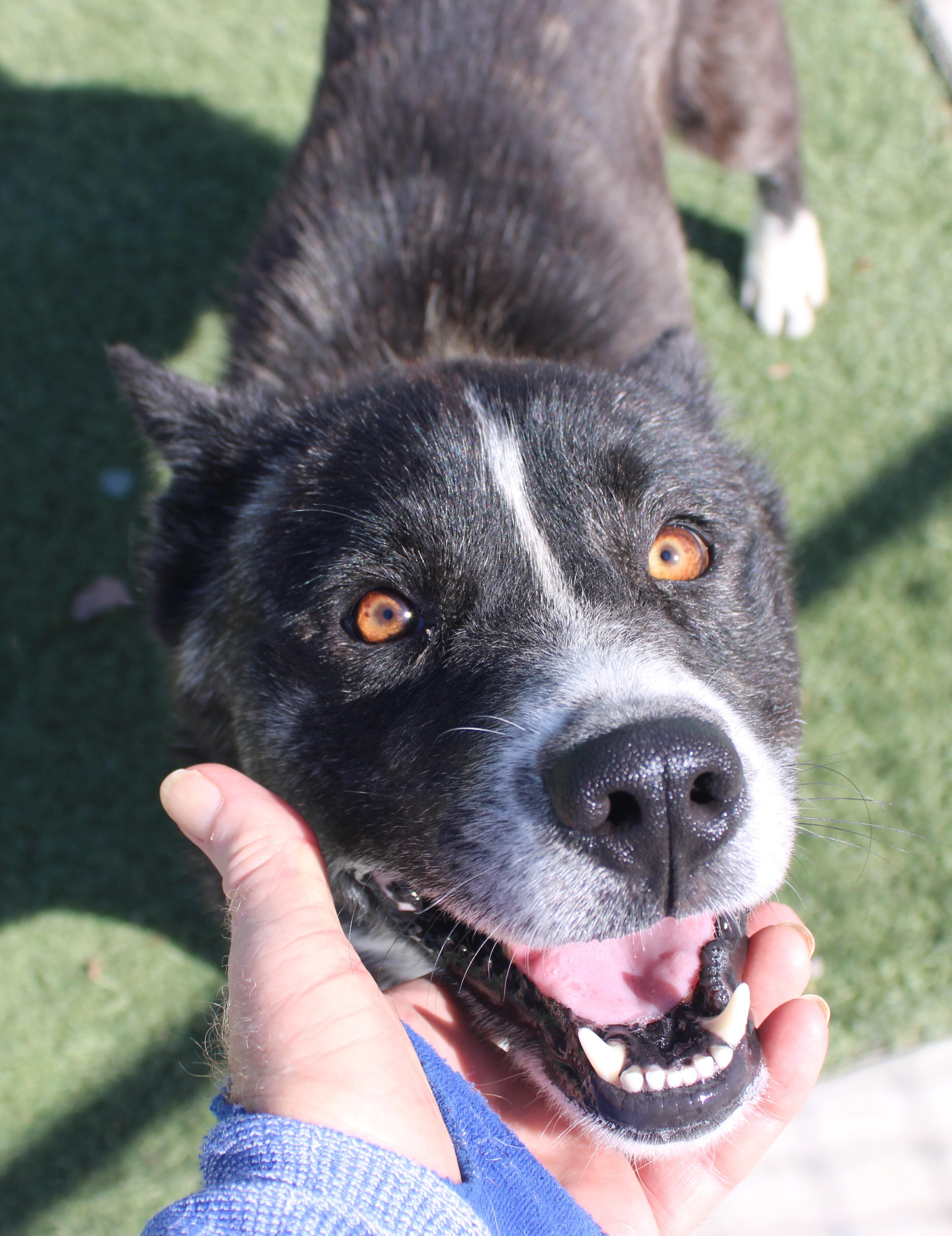 Enlarge HOPPER (AVAILABLE SEPT 17), a Adoptable mixed breed in Wasco, CA image 2/6