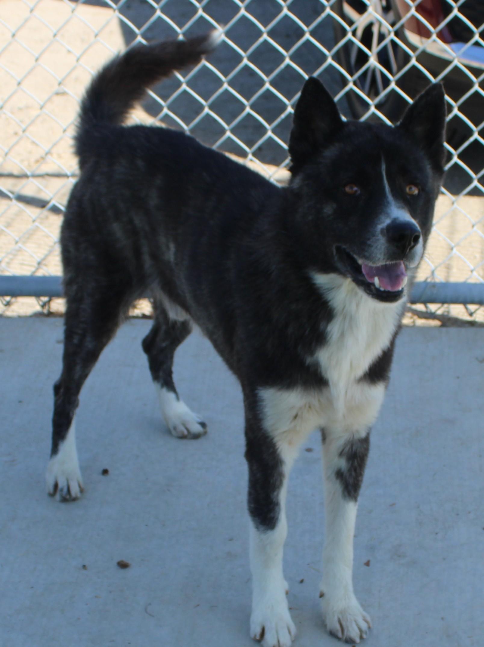 Enlarge HOPPER (AVAILABLE SEPT 17), a Adoptable mixed breed in Wasco, CA image 3/6