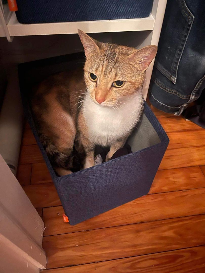 Estrella, a Adoptable mixed breed in East Orange, NJ image 3/6