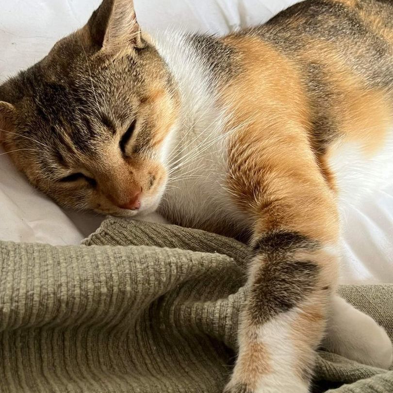 Estrella, a Adoptable mixed breed in East Orange, NJ image 4/6