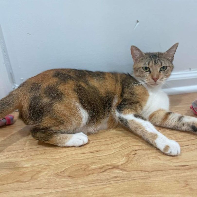 Estrella, a Adoptable mixed breed in East Orange, NJ image 2/6