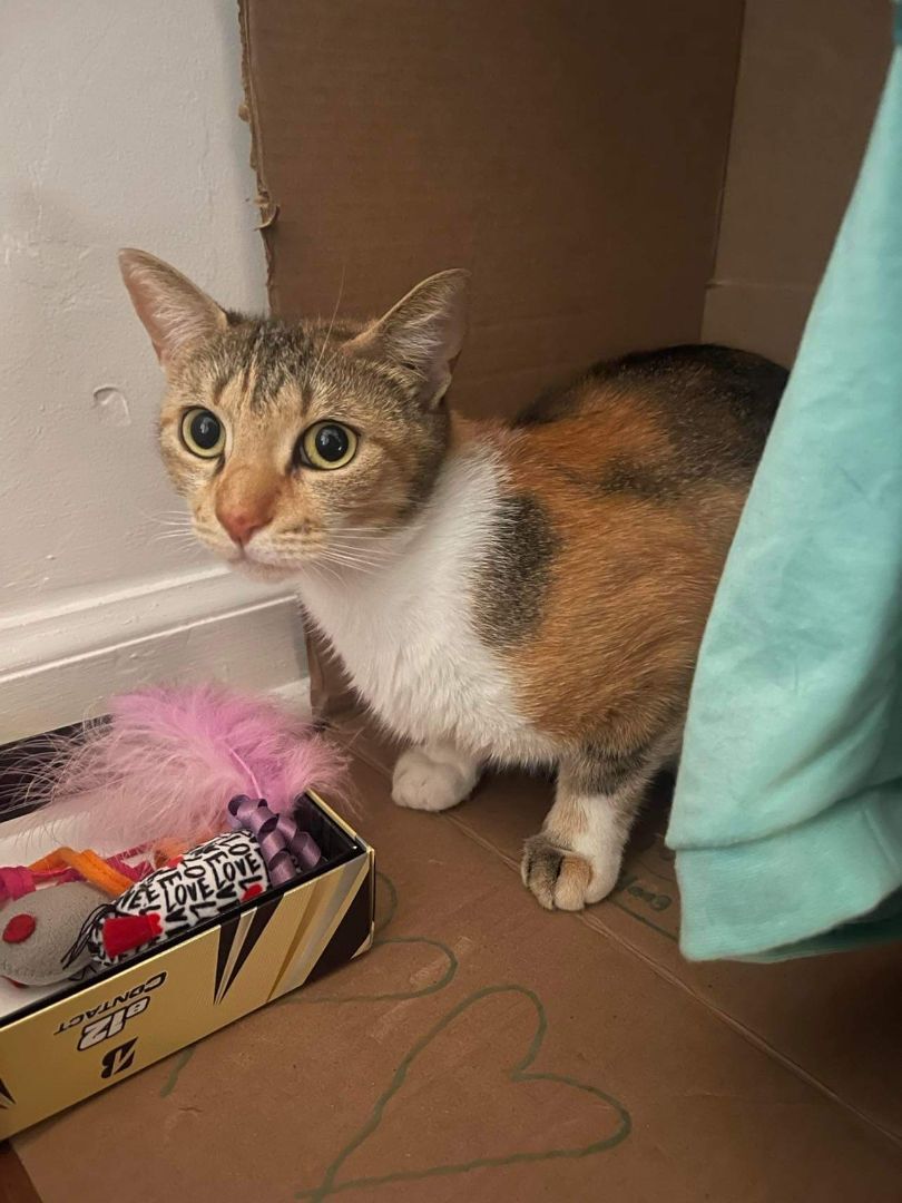 Estrella, a Adoptable mixed breed in East Orange, NJ image 5/6