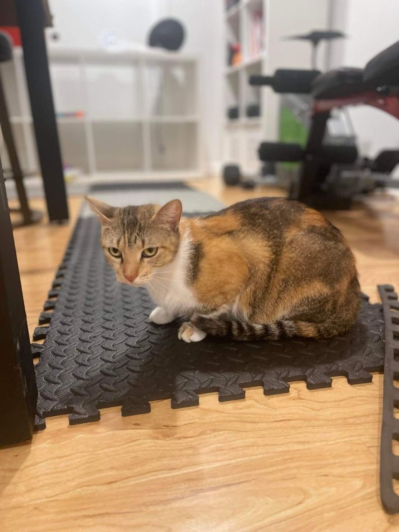 Estrella, a Adoptable mixed breed in East Orange, NJ image 6/6