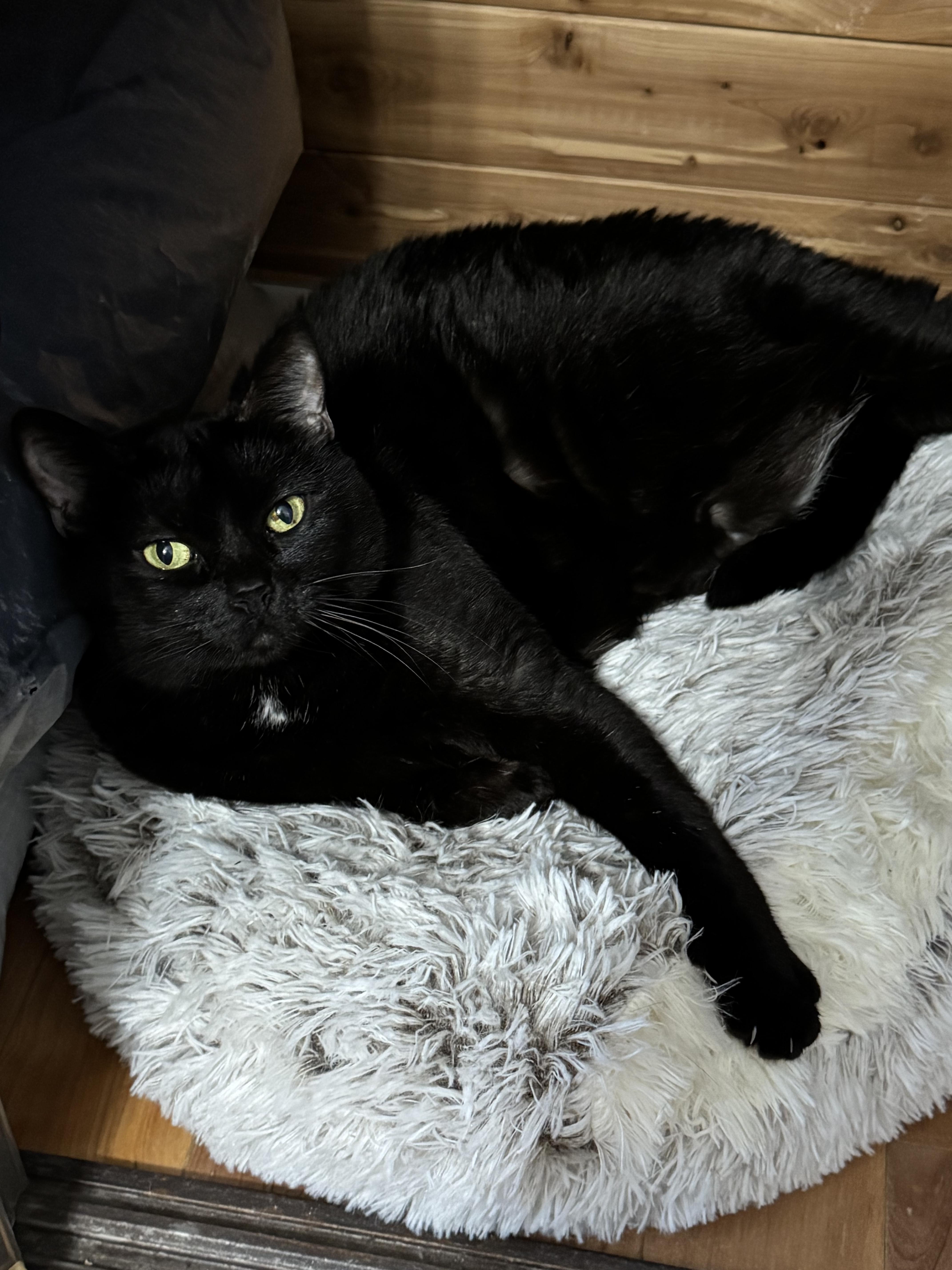 Enlarge Holly, a ADOPTABLE Bombay in Beverly Hills, CA image 1/6