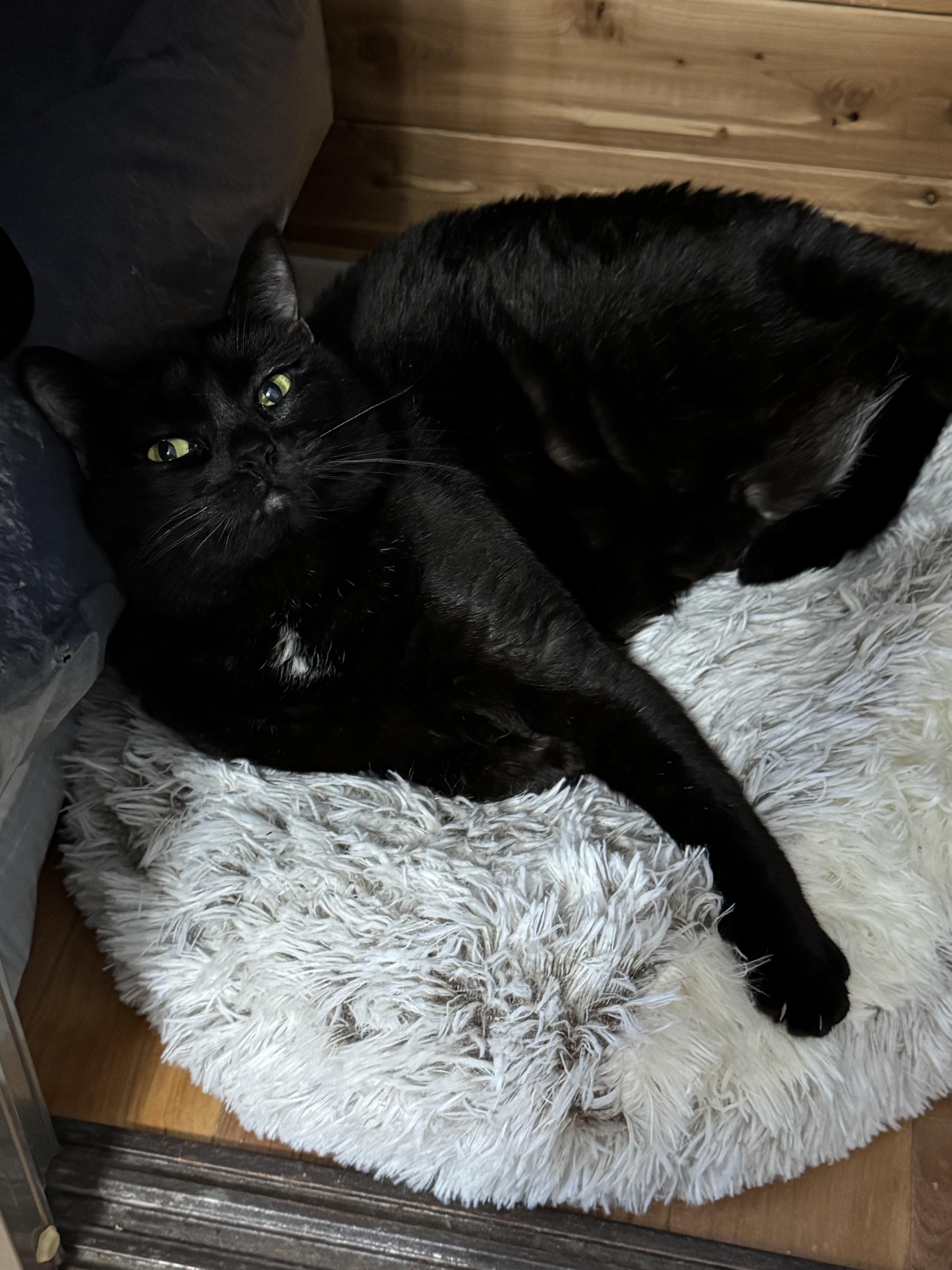 Enlarge Holly, a ADOPTABLE Bombay in Beverly Hills, CA image 2/6