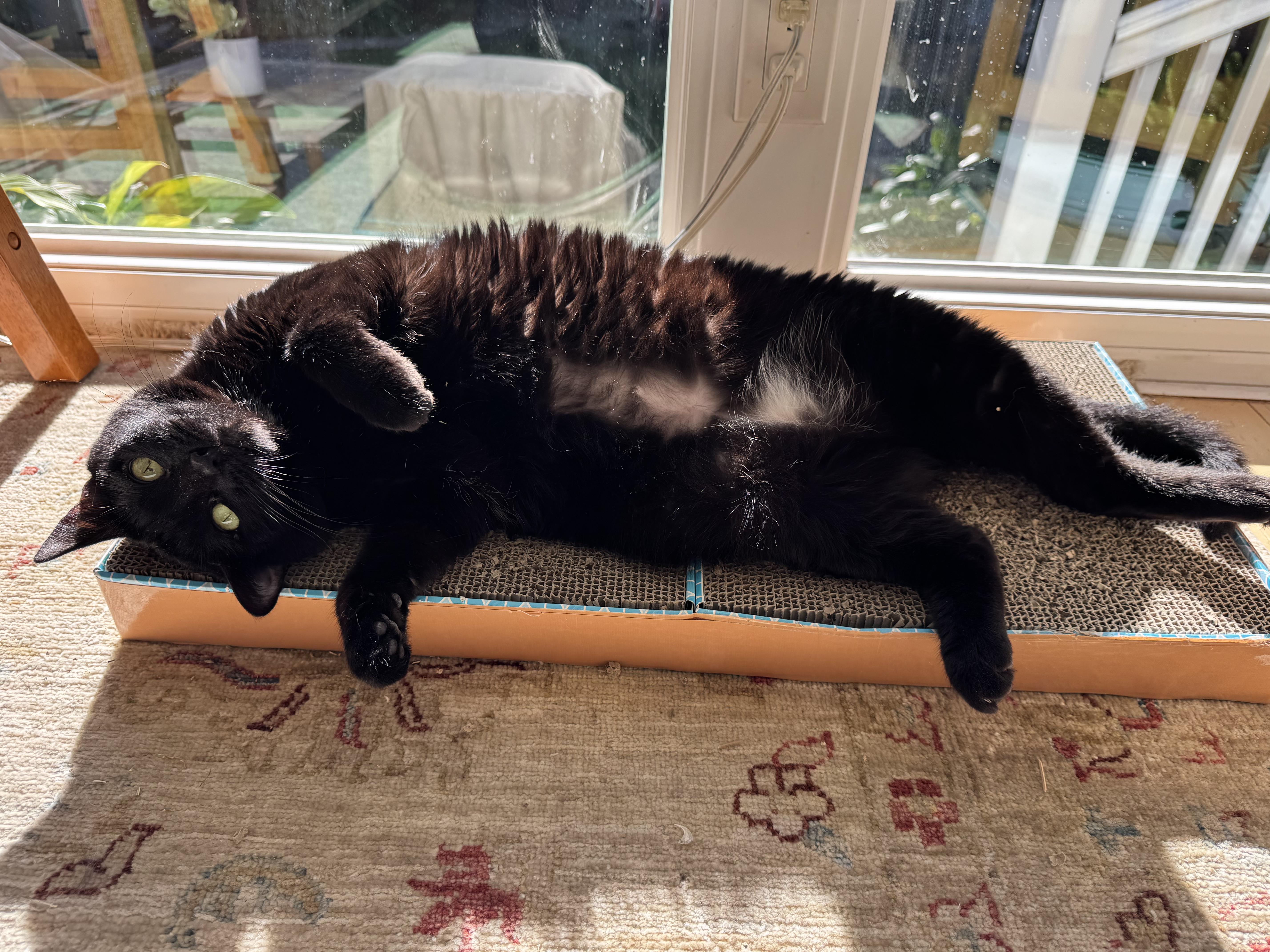 Enlarge Holly, a ADOPTABLE Bombay in Beverly Hills, CA image 3/6