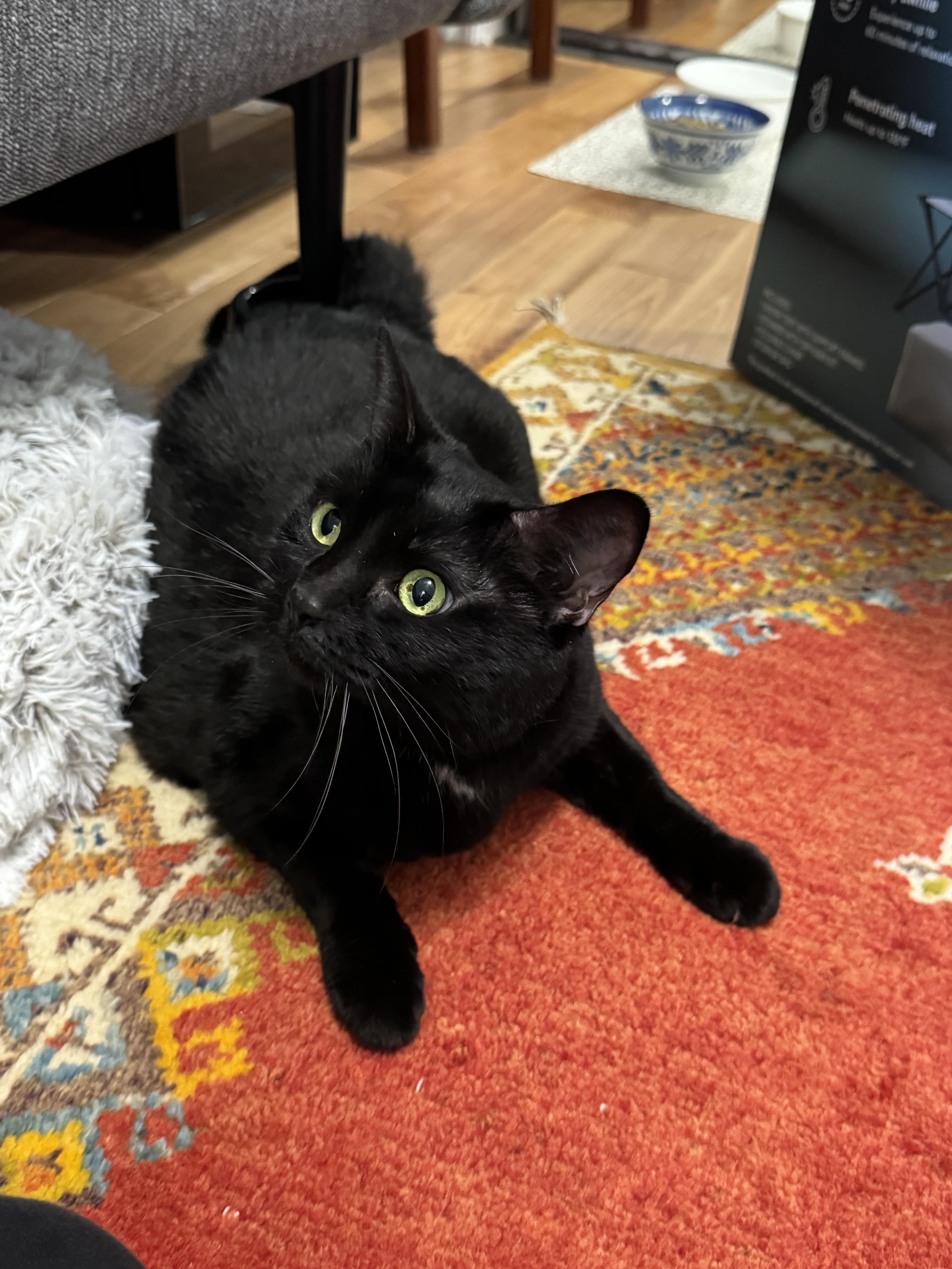 Enlarge Holly, a ADOPTABLE Bombay in Beverly Hills, CA image 5/6