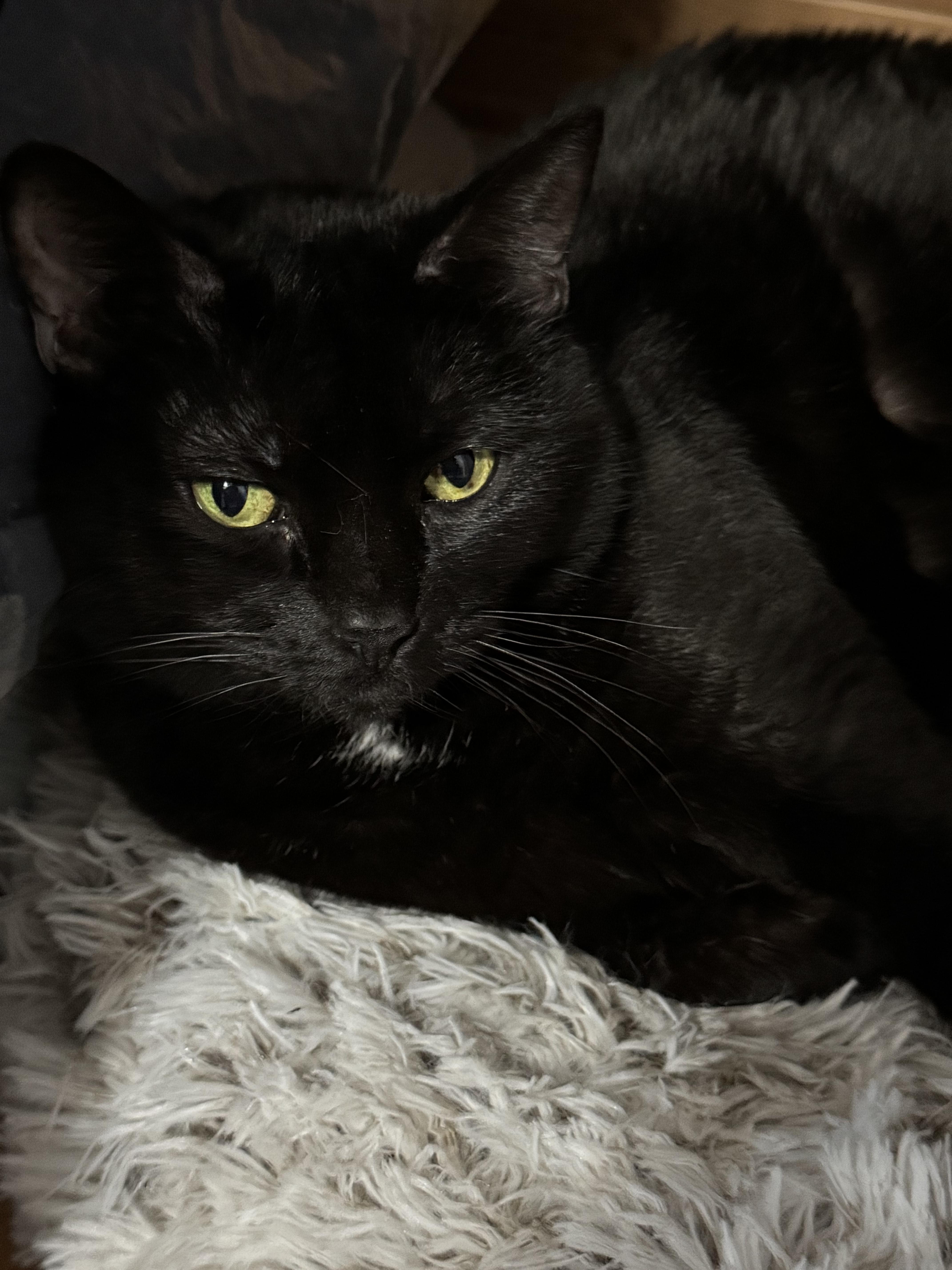 Enlarge Holly, a ADOPTABLE Bombay in Beverly Hills, CA image 4/6