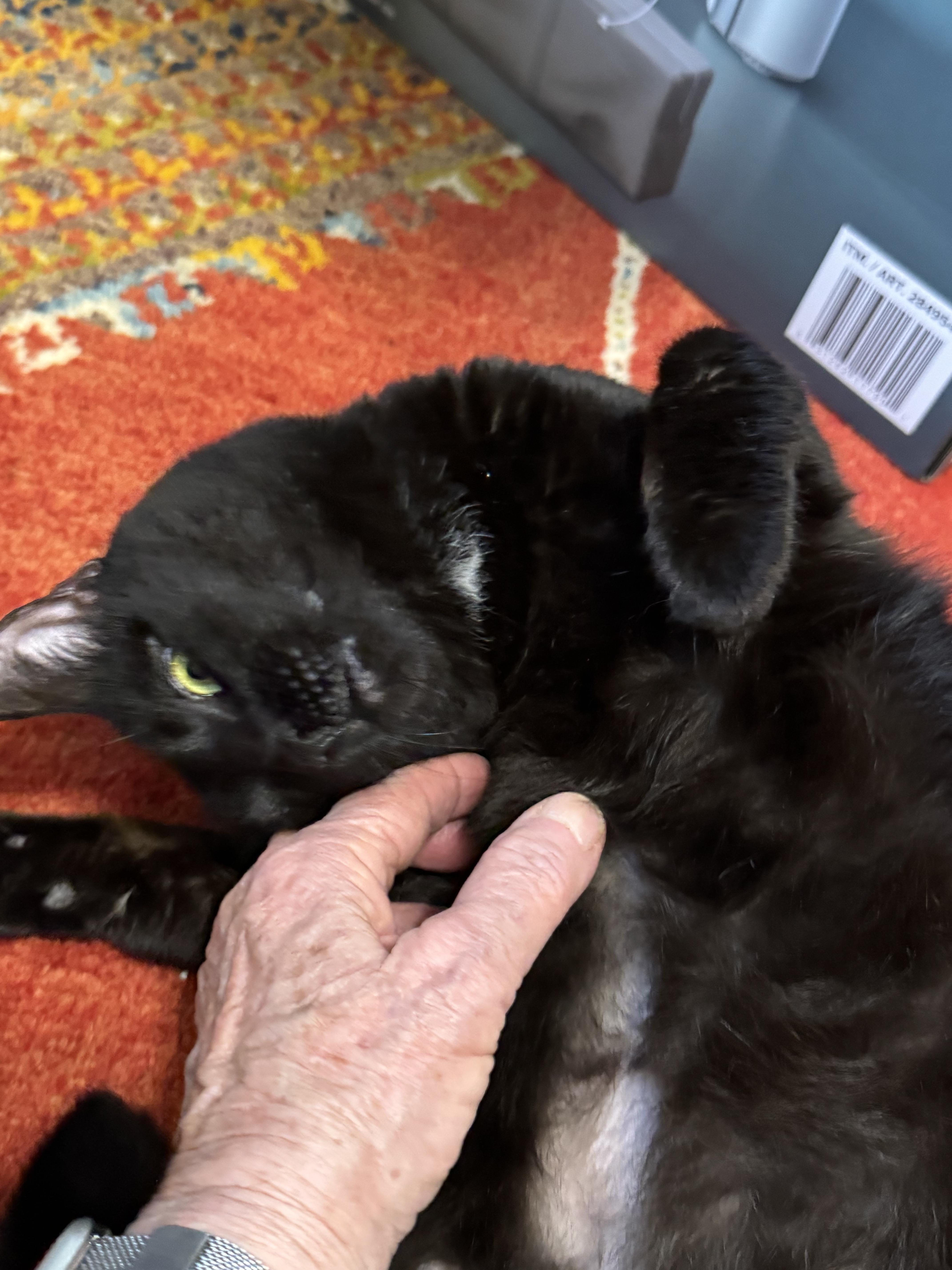 Enlarge Holly, a ADOPTABLE Bombay in Beverly Hills, CA image 6/6