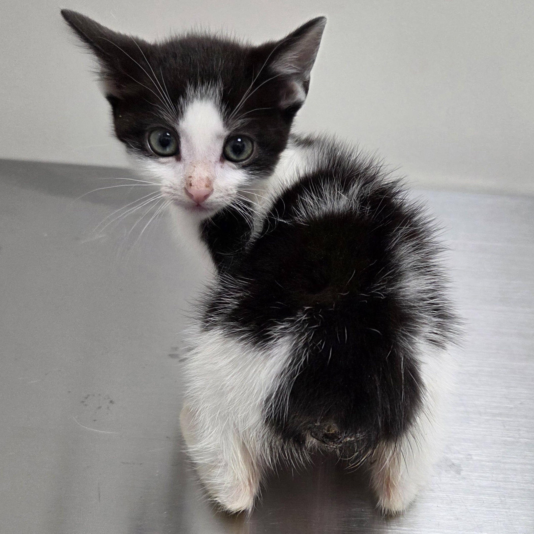 Doc, ADOPTABLE, Kitten Male Domestic Short Hair.