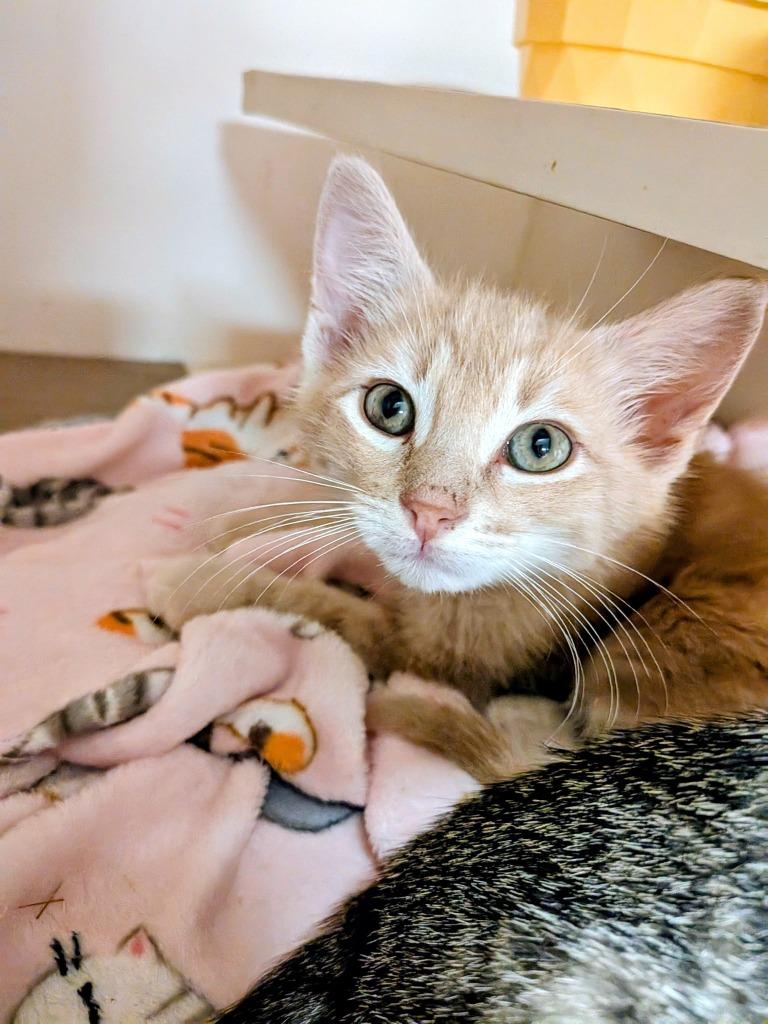 Toblerone, Adopted, Kitten Male Domestic Medium Hair.