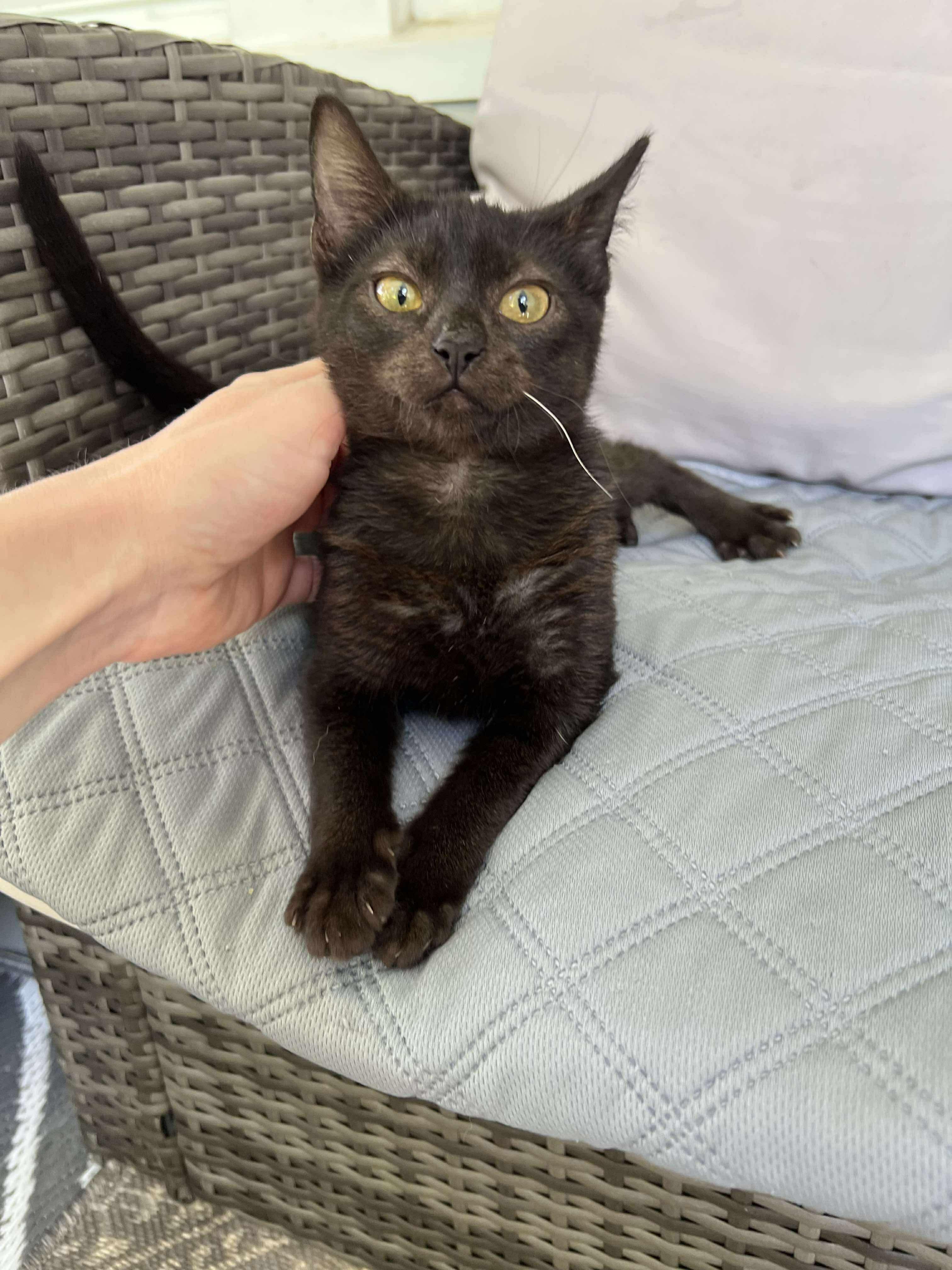 Binx (Cerebellar Hypoplasia)