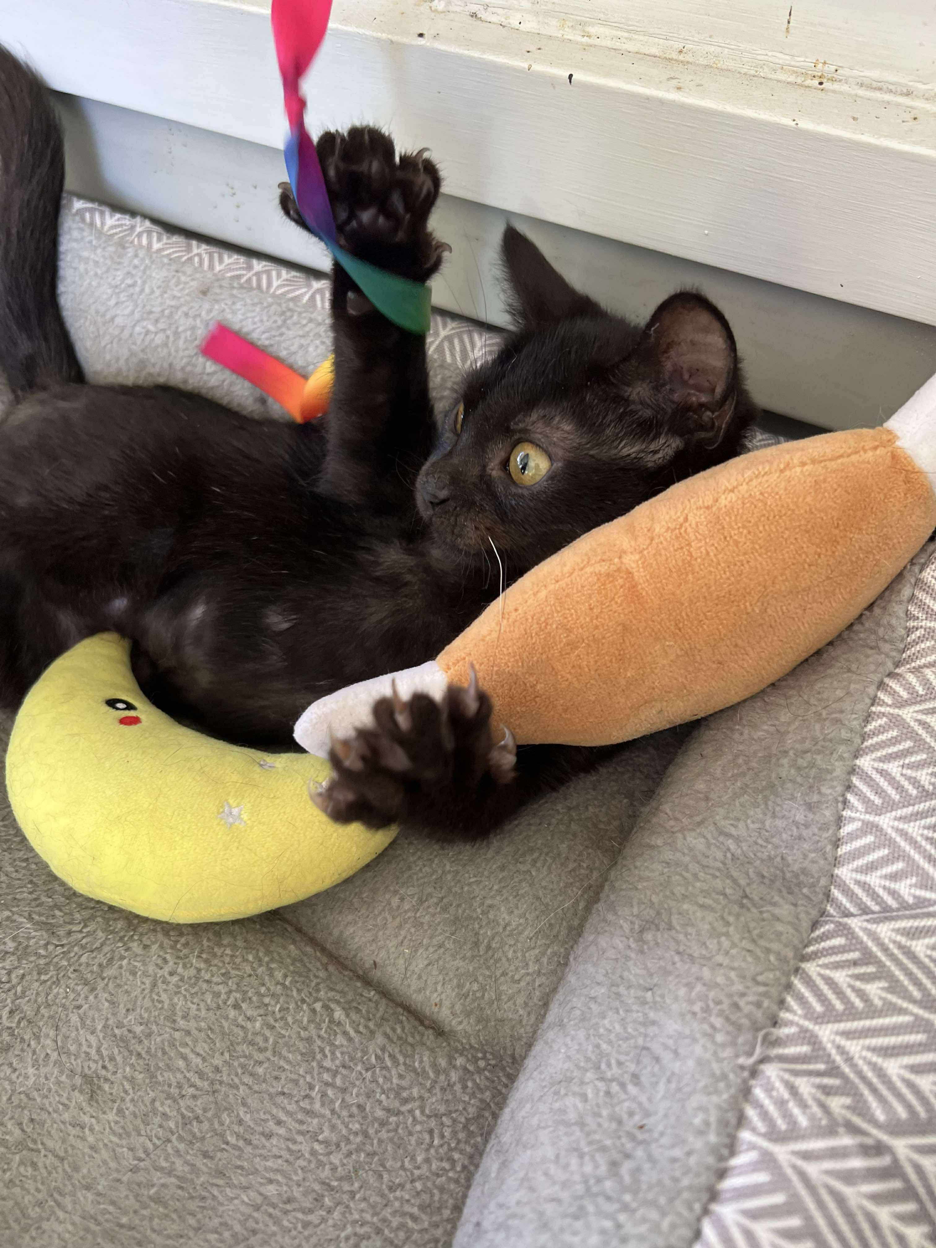 Binx (Cerebellar Hypoplasia)