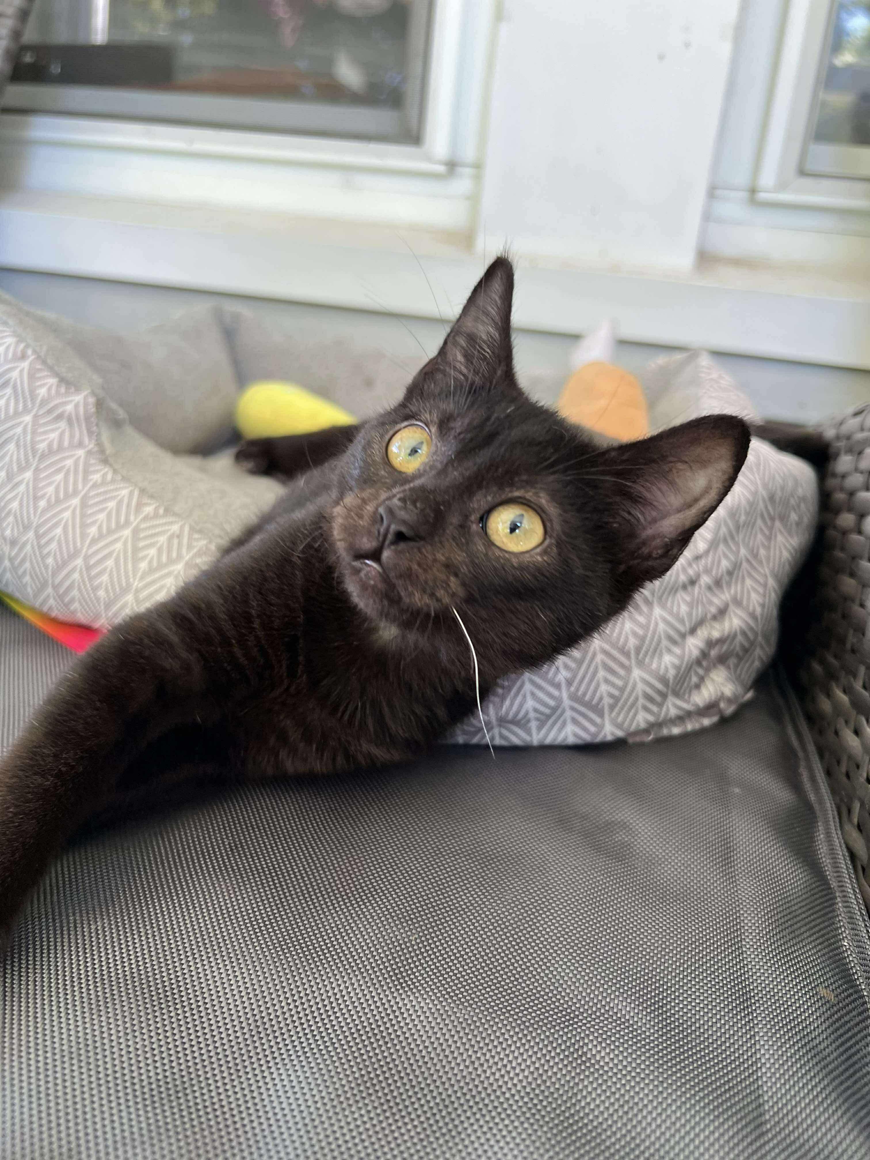 Binx (Cerebellar Hypoplasia)