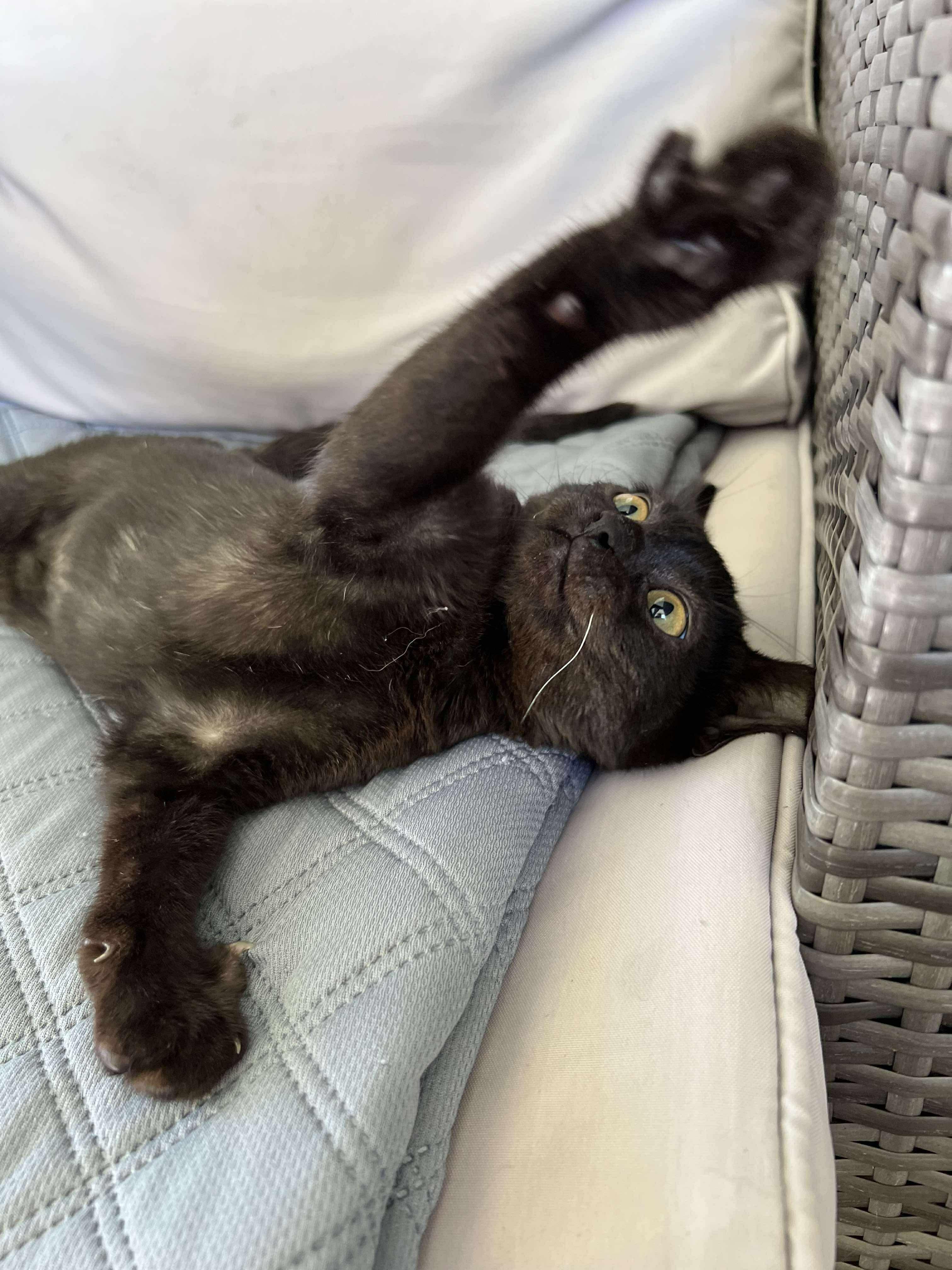 Binx (Cerebellar Hypoplasia)