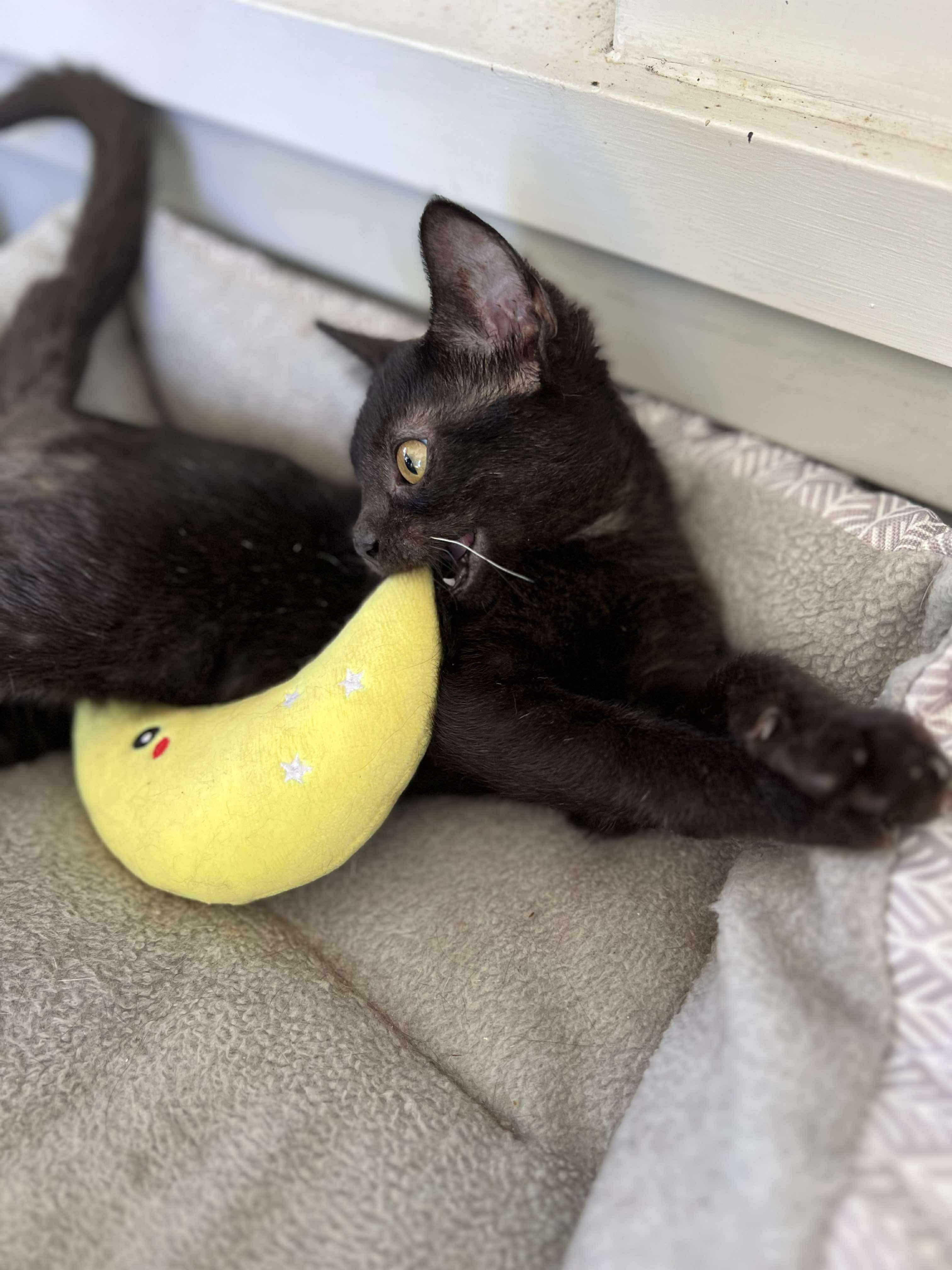 Binx (Cerebellar Hypoplasia)