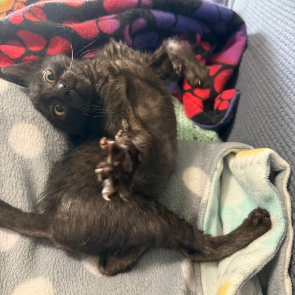 Binx (Cerebellar Hypoplasia)