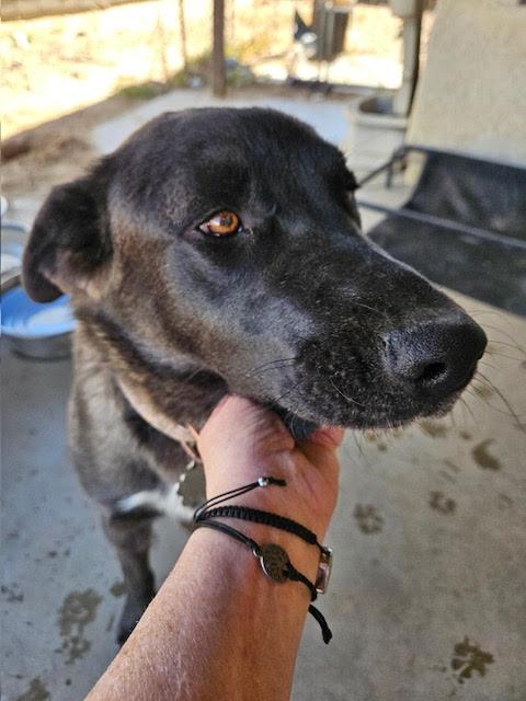 Audrey, a Adoptable mixed breed in Carlsbad, CA image 2/4