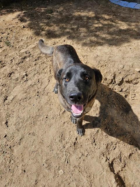 Audrey, a Adoptable mixed breed in Carlsbad, CA image 3/4