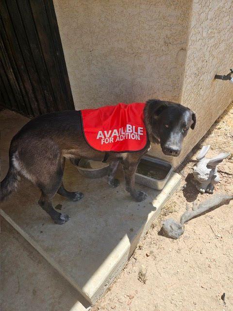 Audrey, a Adoptable mixed breed in Carlsbad, CA image 4/4