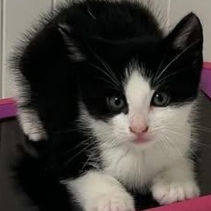 Hobbs, ADOPTABLE, Kitten Male Domestic Short Hair.