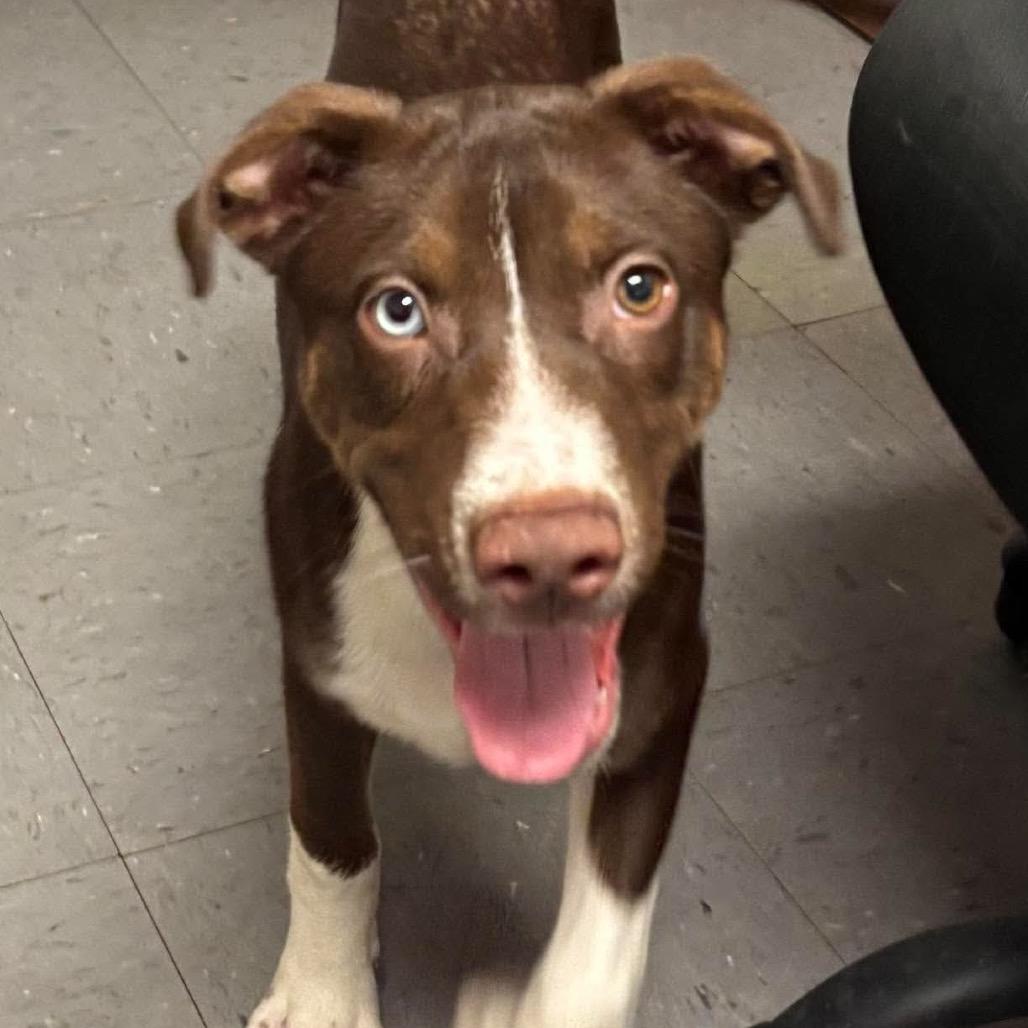 Enlarge Rocker, a Adoptable mixed breed in Ferndale, MI image 1/6