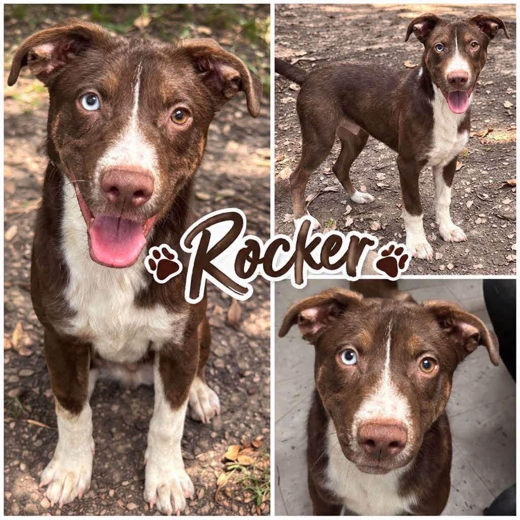 Enlarge Rocker, a Adoptable mixed breed in Ferndale, MI image 2/6